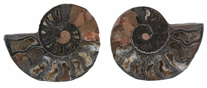 Split Black/Orange Ammonite Pair - Unusual Coloration #55557